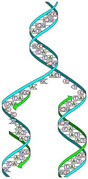 Mechanizmy replikácie DNA, v prokaryotoch a eukaryotoch