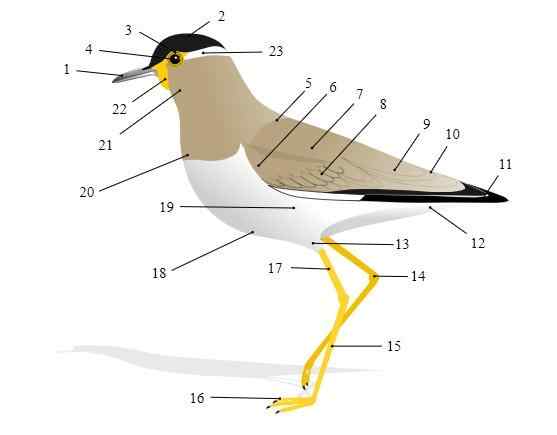 Strutture ed elementi degli uccelli degli uccelli