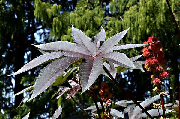 Ricinus Commune -kenmerken, habitat, toxiciteit, gebruik