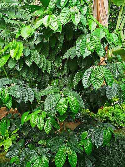 Rubiaceae -egenskaper, habitat, representative arter