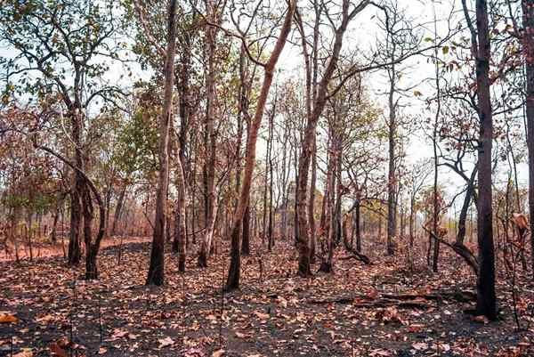 Hutan kering