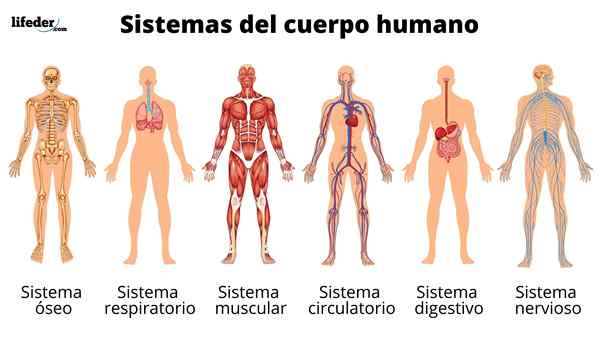 System biologiczny