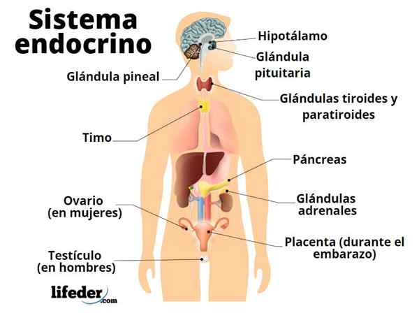 Endocrien systeem