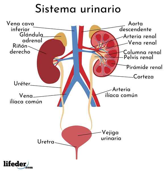 Urinsystem