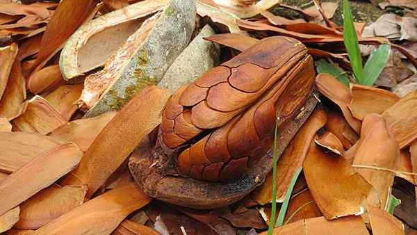 Swietenia macrophylla Karakteristik, habitat, penggunaan, budidaya