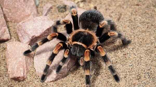 Charakteristiky tarantuly, biotop, druh, správanie