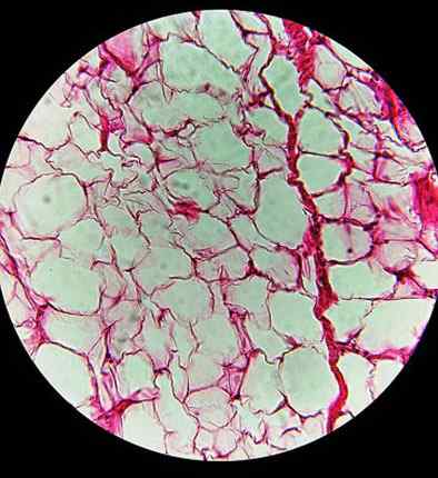 Valkoiset rasvakangasominaisuudet, histologia, toiminnot