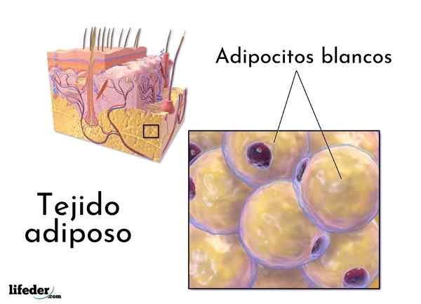 Il tessuto adiposo