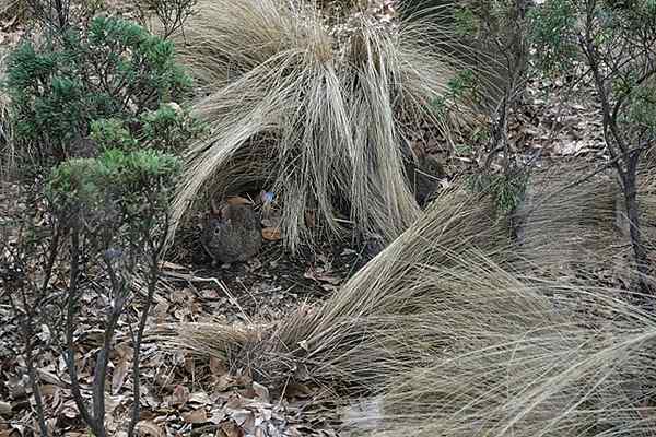 Caratteristiche del teporingo, pericolo di estinzione, habitat