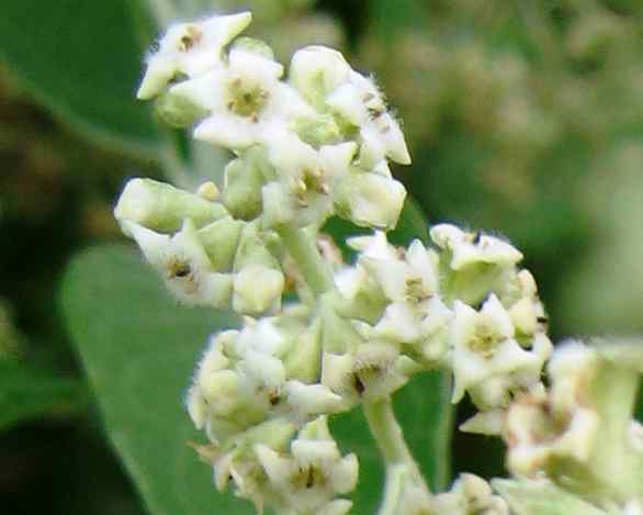 Tepozan -kenmerken, habitat, taxonomie, eigenschappen