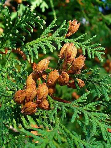 Características ocidentais de tuha, habitat, homeopatia, cultivo