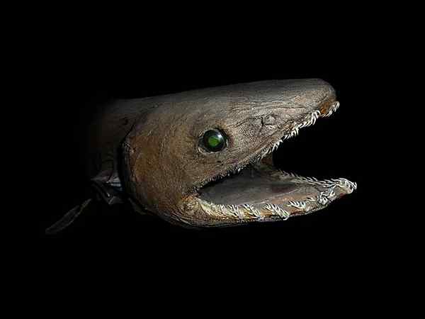 Hiu Eel