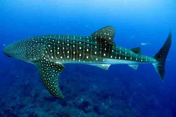 Características de tubarão -baleia, habitat, comida, comportamento