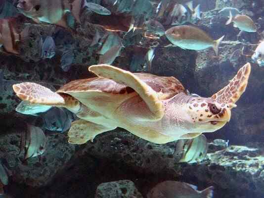 Características da tartaruga Boba, habitat e comportamento