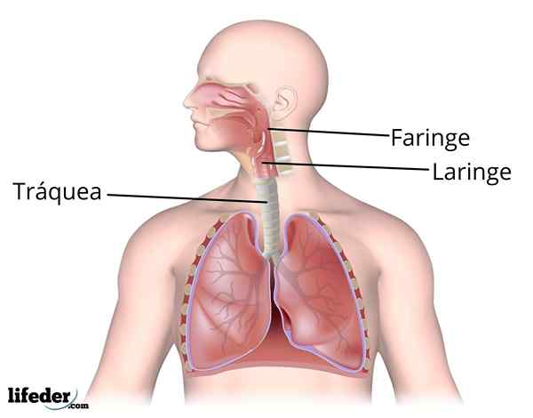 Trachea