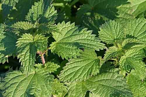 Urtica Dioica -ominaisuudet, elinympäristö, hoito, ominaisuudet