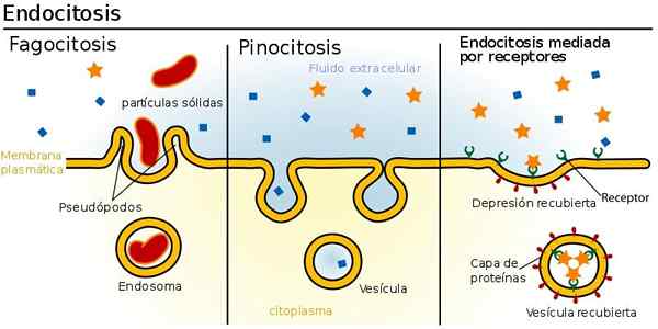 Características, tipos e funções da vesícula biliar celular