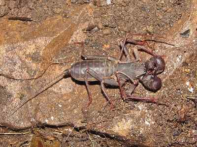 Caratteristiche, habitat, riproduzione, mangime