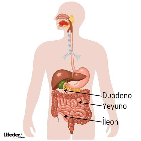 Jejunum