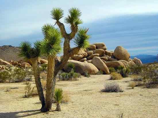 Caractéristiques du yucca, habitat, utilisations, soins