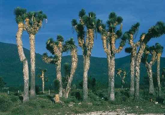 Ciri -ciri Yucca Filifera, Taksonomi, Habitat, Kegunaan