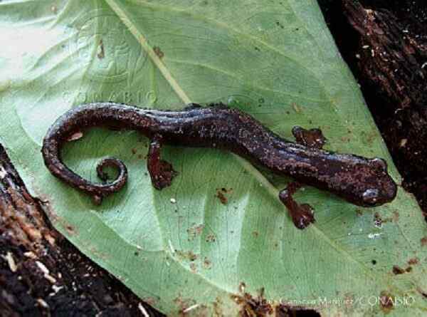 10 animais em perigo de extinção em Veracruz e causas