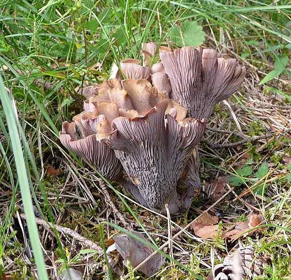 13 champignons éteints et ses caractéristiques