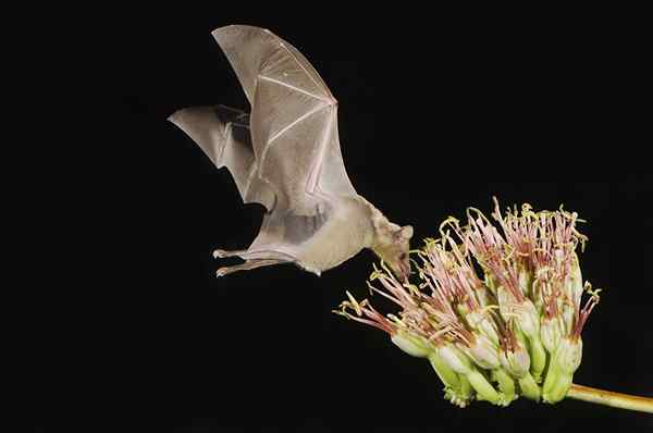 18 interessante biologieonderwerpen om te onderzoeken en bloot te leggen