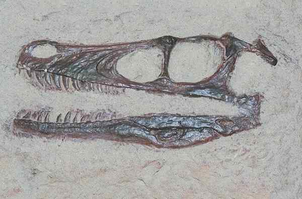 19 soorten fossilisatie en hun kenmerken