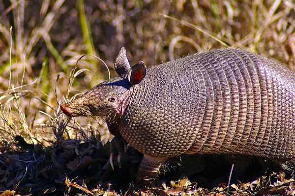 40 Tiere in Gefahr des Aussterbens in Argentinien