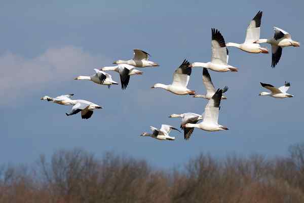 45 voorbeelden van dieren die migreren