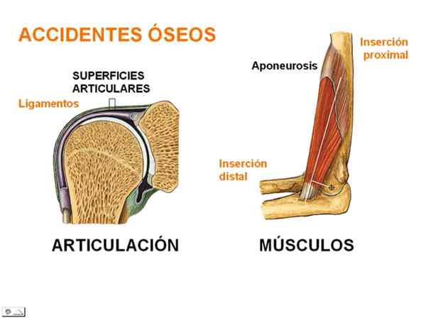 Acidentes ósseos