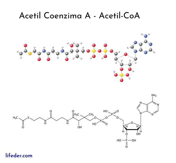 Acetyl coenzyme a