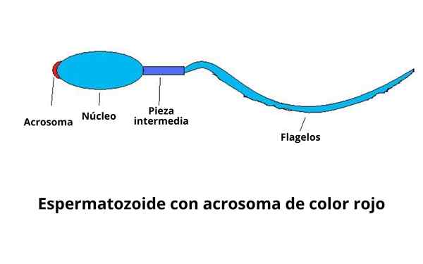 Akrosomatoiminnot, harjoittelu, reaktio, entsyymit