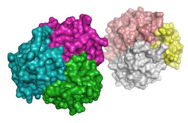 Adiponectin