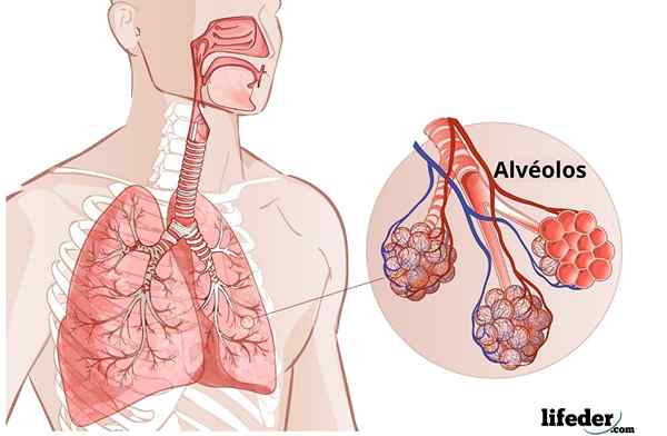 Alveoli paru