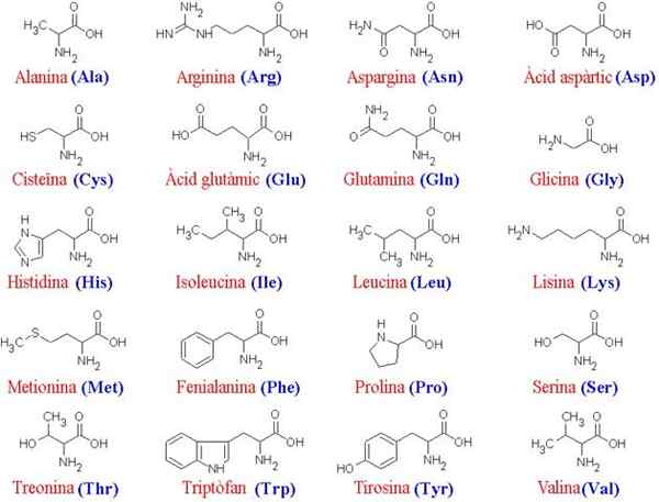 Aminoácidos de proteínas