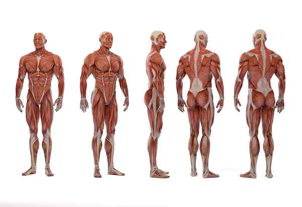 Anatomia topograficzna