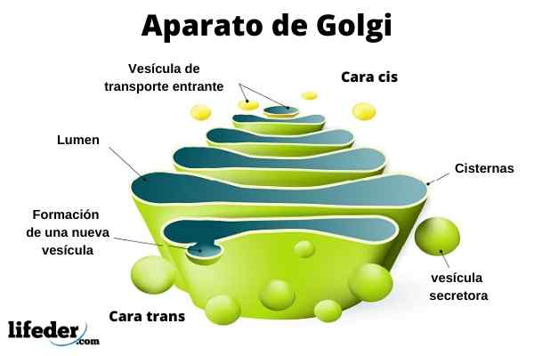 Golgi -apparaat