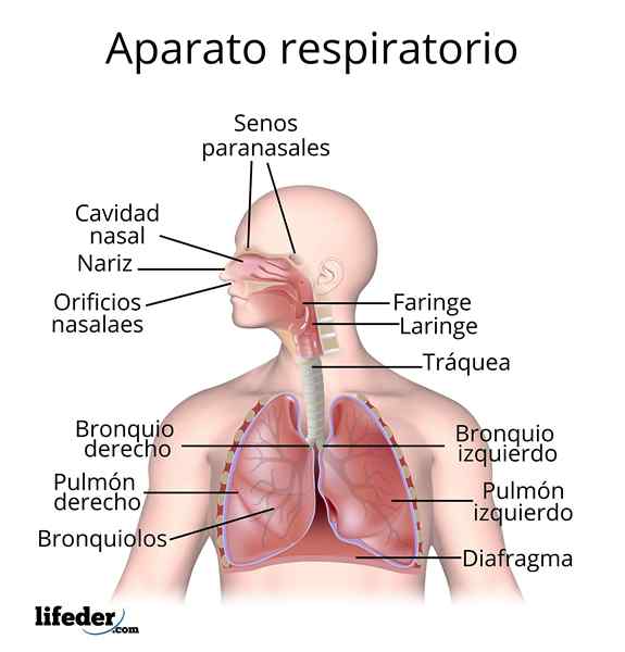 Sistema respiratorio