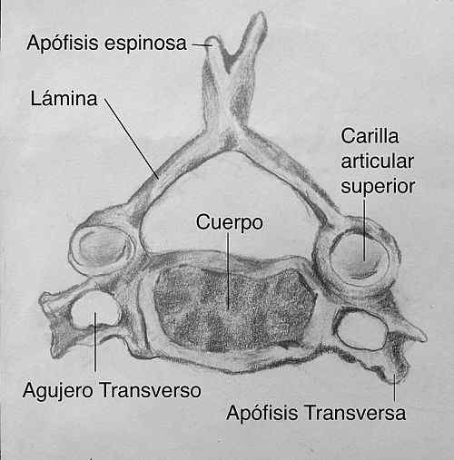 Apófise espinhosa