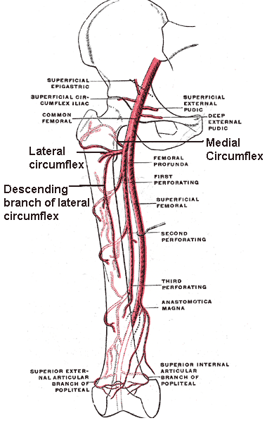 Femoralarterie