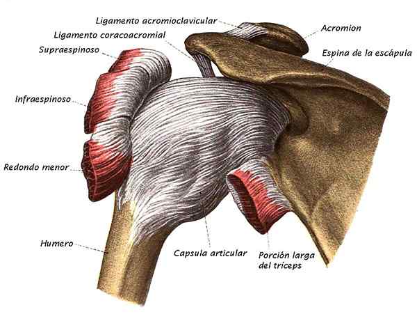 Articulação de glenumeral