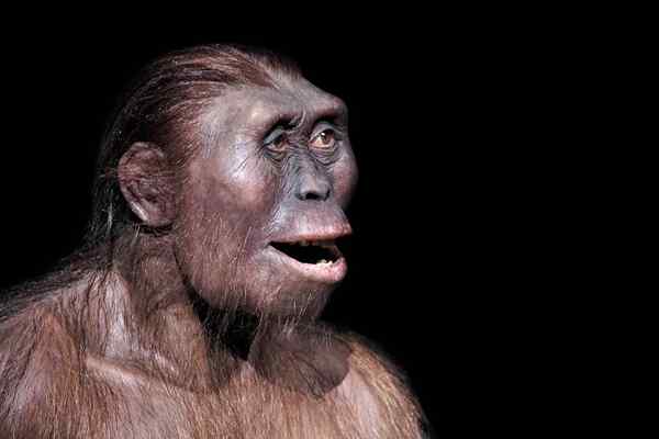 Australopithecus aftarensis