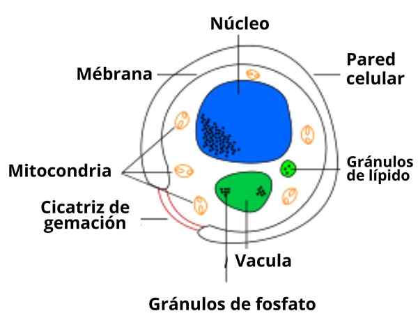 Concept d'autolyse, causes, phases et conséquences