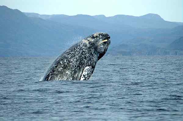 Caractéristiques des baleines grises, migration, nourriture, reproduction