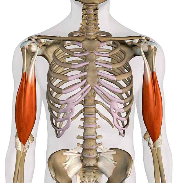 Brachiale biceps oorsprong en insertie, functies, pathologieën