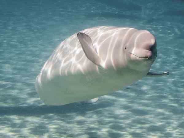 Características de Beluga, habitat, reprodução, nutrição