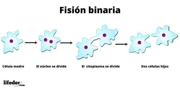 Bipartizione binaria o fissione