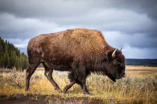 Caratteristiche di bisonte americane, habitat, cibo, comportamento